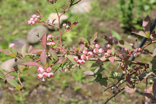 e0034013_1753074.jpg