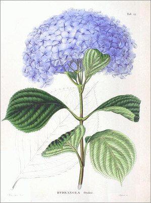 紫陽花はうそつき?（The hydrangea is a liar?）_a0332314_04515902.jpg