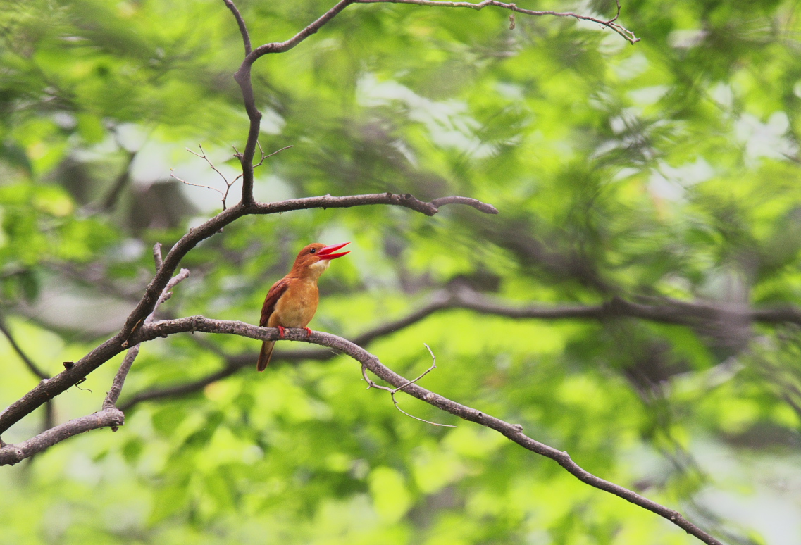 アカショウビン④_f0288418_62670.jpg