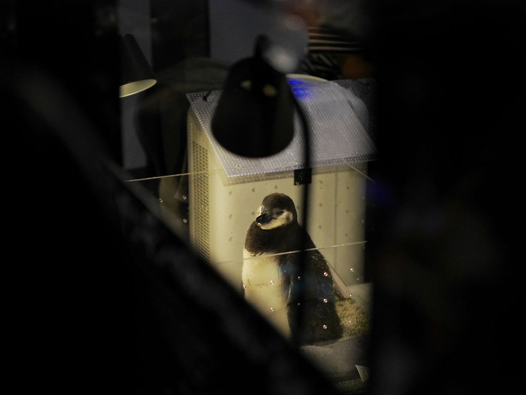 ペンギンの赤ちゃんの可愛さにウルルン♪　すみだ水族館_a0031821_17282412.jpg