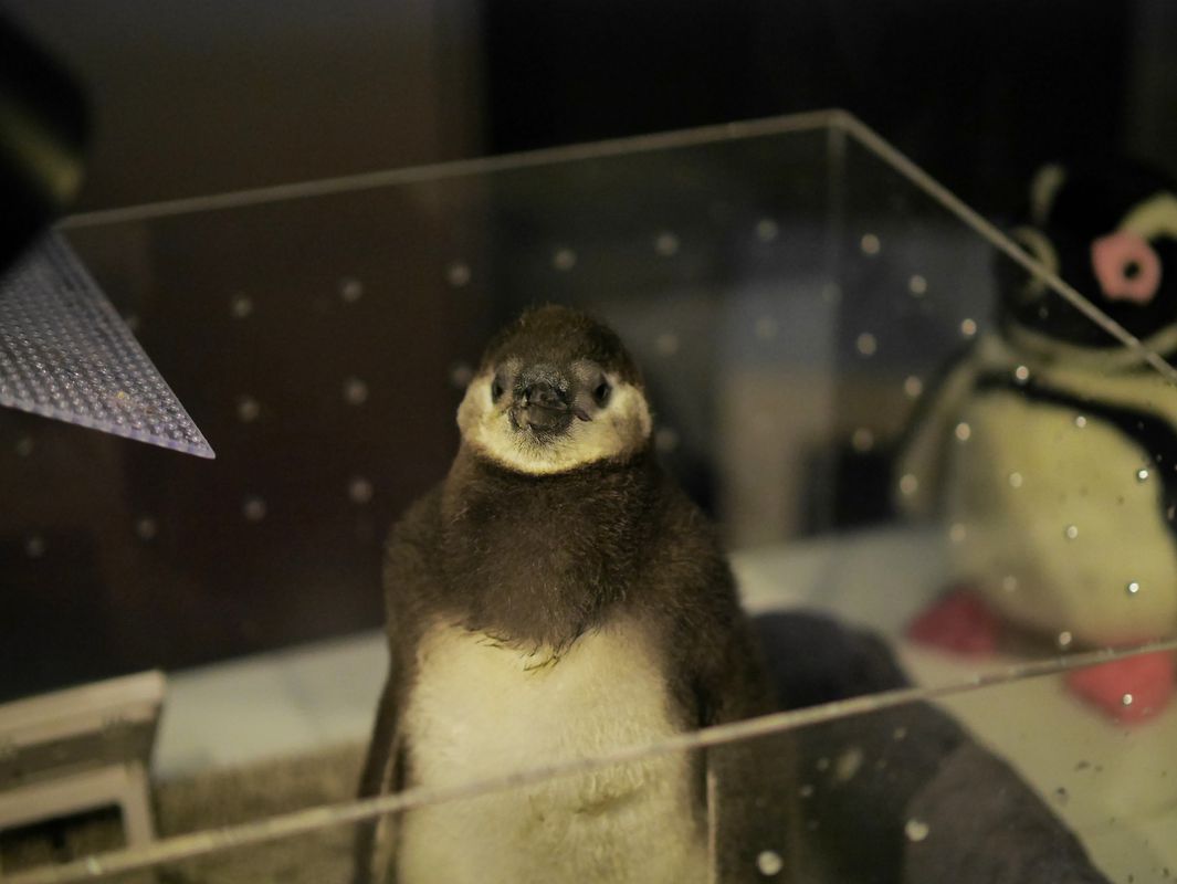 ペンギンの赤ちゃんの可愛さにウルルン♪　すみだ水族館_a0031821_17323218.jpg