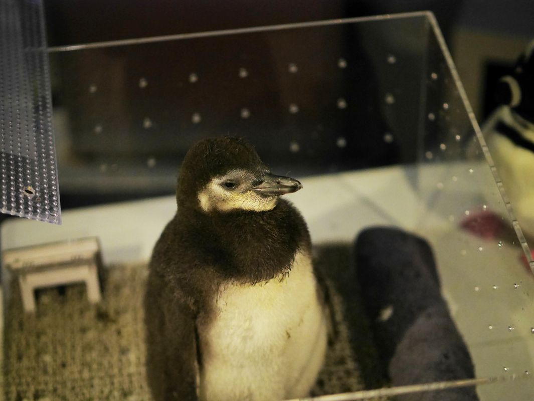 ペンギンの赤ちゃんの可愛さにウルルン♪　すみだ水族館_a0031821_17391810.jpg