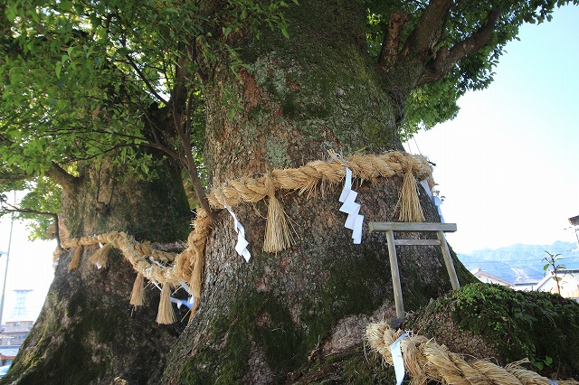 尾鷲神社の大楠拝見_e0321325_16133781.jpg