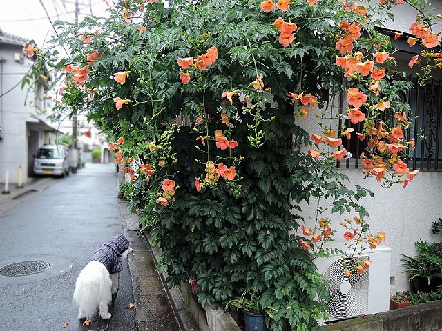 カッパ朝散歩_c0062832_126262.jpg