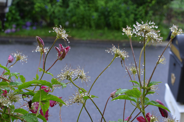 しずくの花_b0042538_18382806.jpg