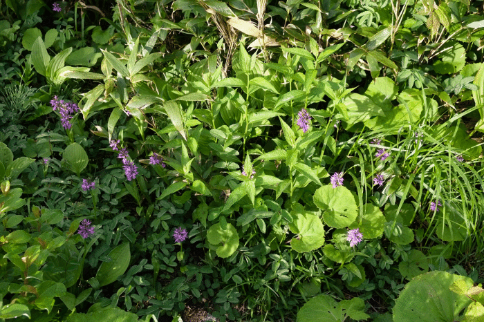 d0237340_20184909.gif