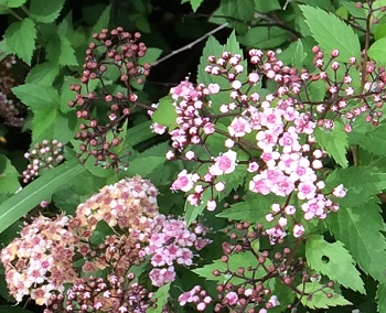 e0110940_0572885.jpg