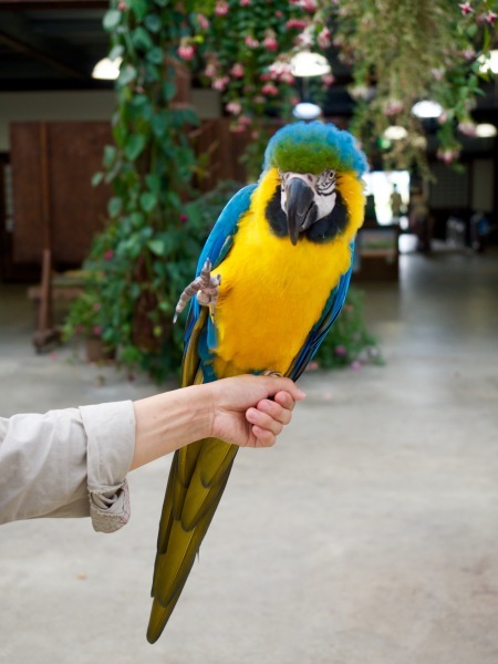 神戸どうぶつ王国はパラダイスだった（鳥さん編）_f0135940_18100794.jpg