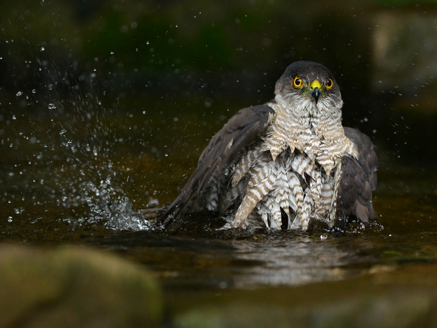 ツミ（雀鷹）/Japanese lesser sparrowhawk_b0309841_1605846.jpg