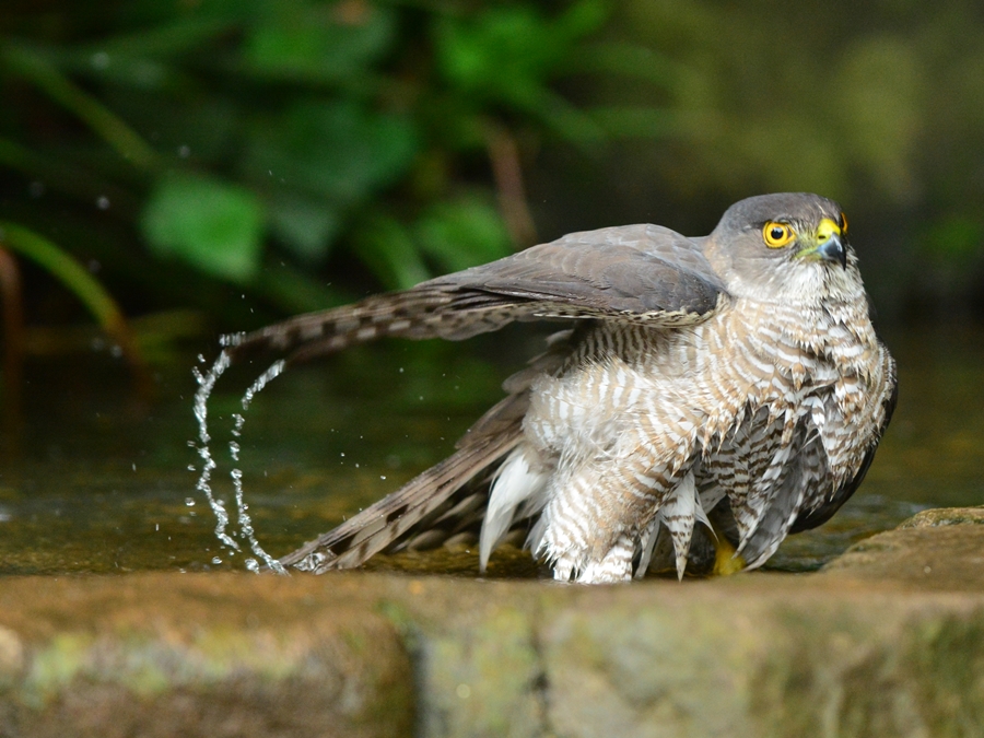 ツミ（雀鷹）/Japanese lesser sparrowhawk_b0309841_1612079.jpg