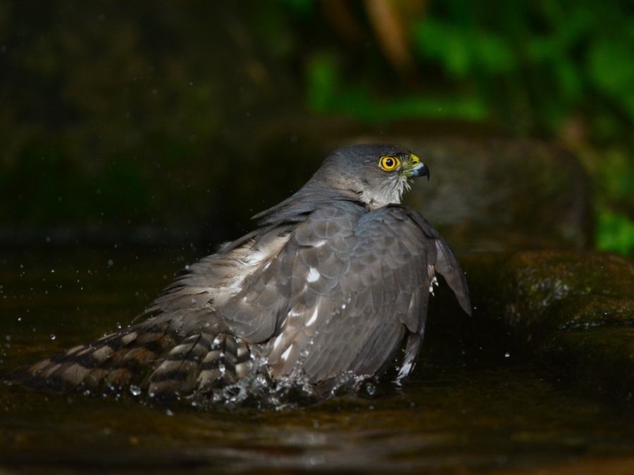 ツミ（雀鷹）/Japanese lesser sparrowhawk_b0309841_1612862.jpg