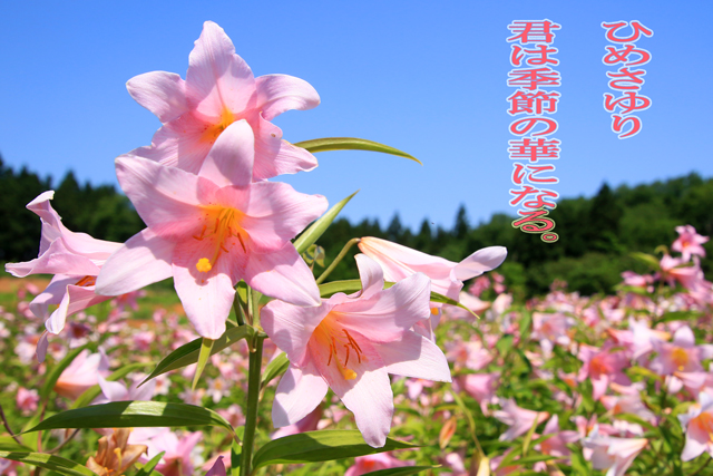 ひめさゆり The Best Shot ひめさゆり The Best Shot