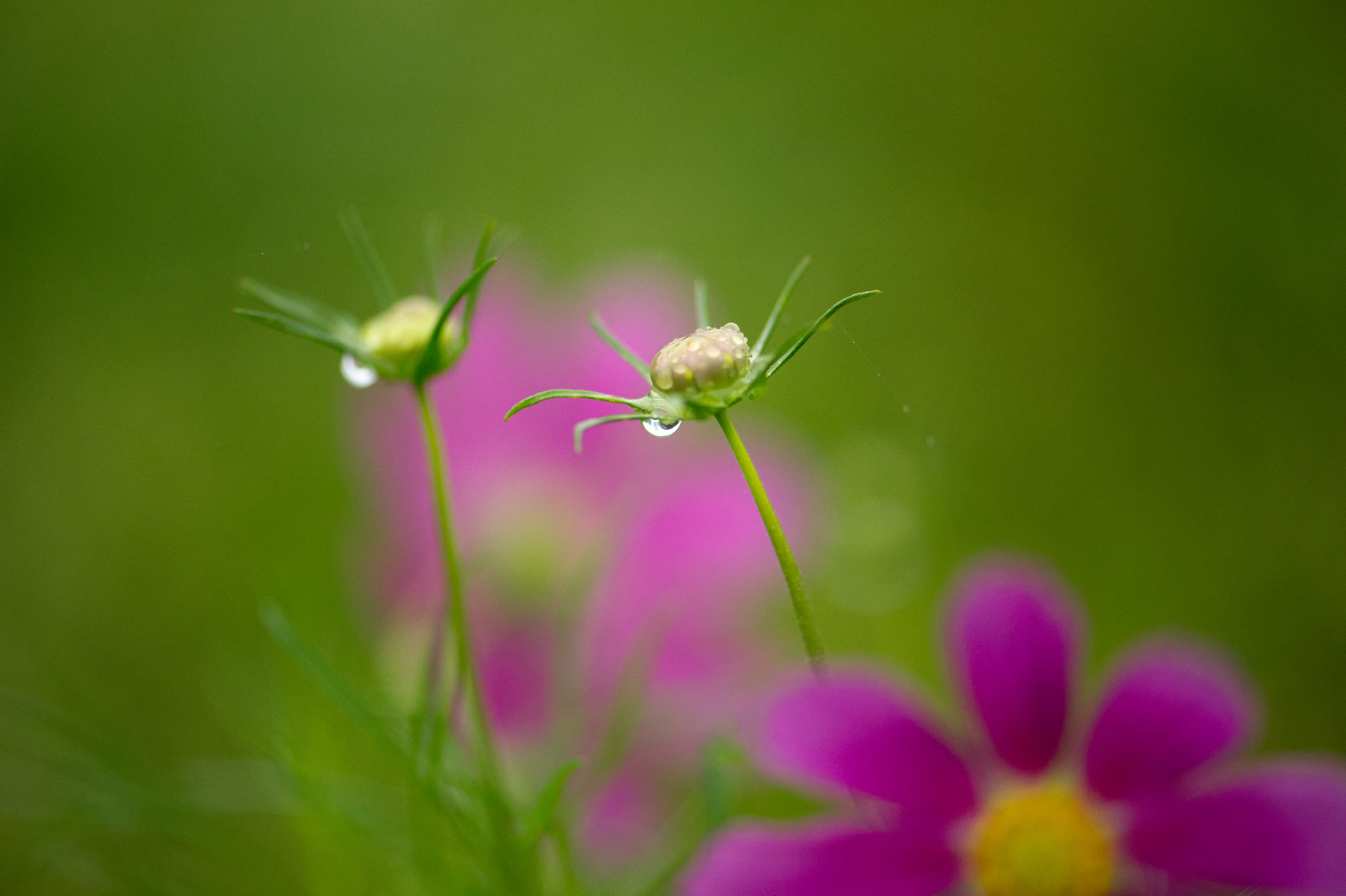 ★雨の日Cosmos_b0023047_13003490.jpg