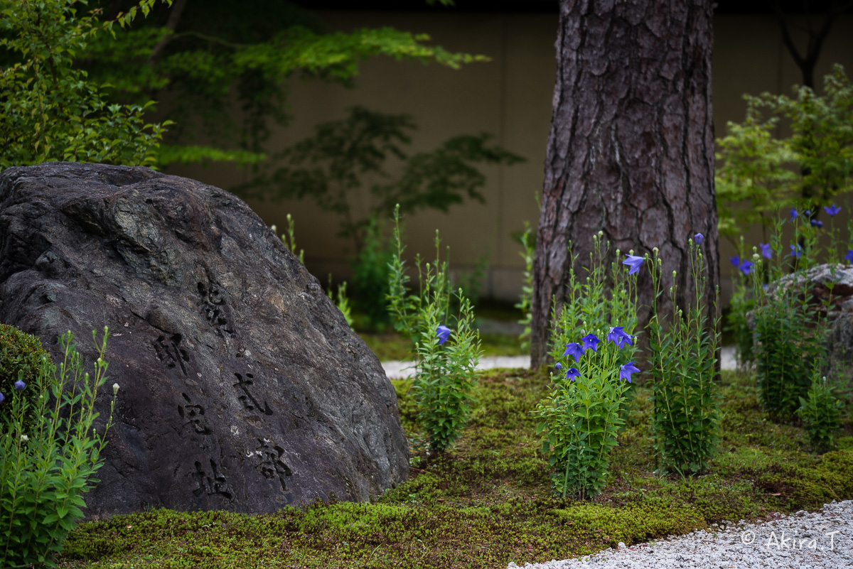 廬山寺の桔梗 〜1〜_f0152550_1743375.jpg