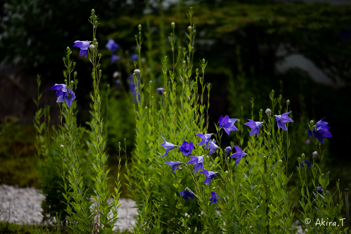 f0152550_1745475.jpg