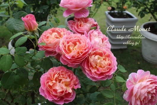 寄り添う クロード モネ La Rose 薔薇の庭