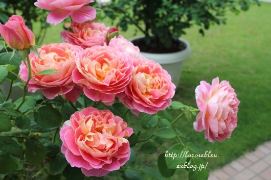 寄り添う クロード モネ La Rose 薔薇の庭