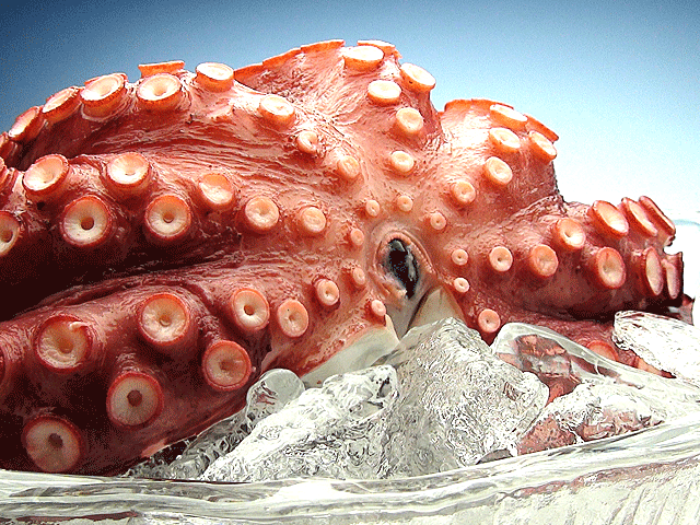 a0248459_19110081.gif