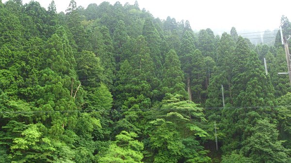 「夏至」寸前のお山は・・・_f0327061_11501053.jpg