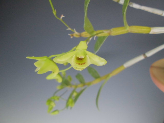 キバナノセッコク（ラン科） | 見ごろの植物