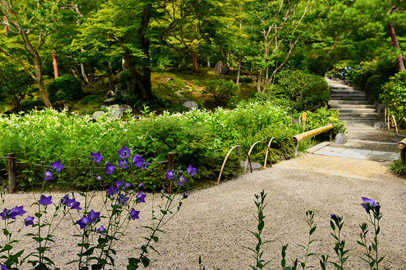 天龍寺　半夏生と桔梗_c0317868_11145280.jpg