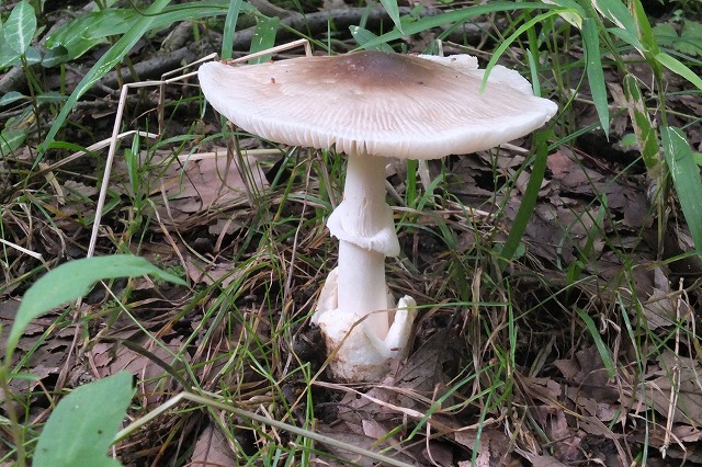 きのこ Amazon.co.jp: 100グラム/4オンス キングオイスター