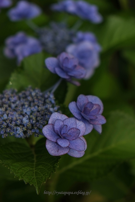 雨季の花_a0280374_17464389.jpg