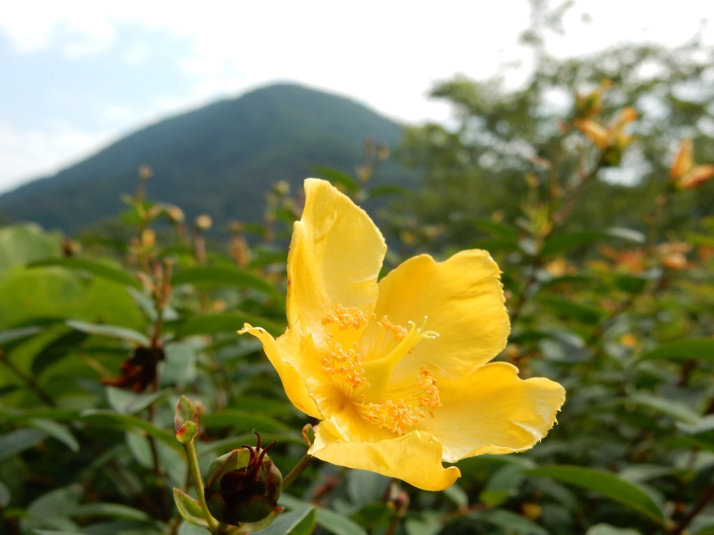 梅雨時の花_c0199777_08511803.jpg