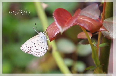 b0223592_1005766.png