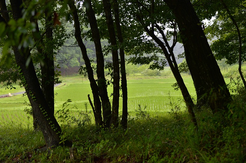 里山逍遥 2015 June　NoⅡ_b0255992_10563294.jpg