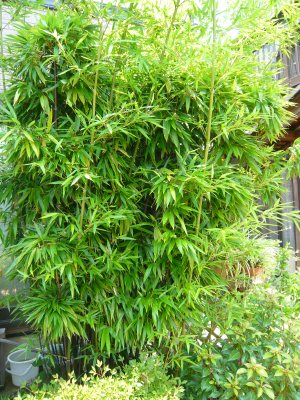 黒竹移植と黒竹盆栽っぽいもの あんにゅいん 陶芸猫さん