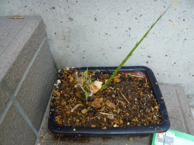黒竹移植と黒竹盆栽っぽいもの あんにゅいん 陶芸猫さん