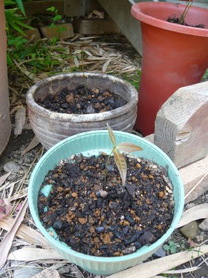 黒竹移植と黒竹盆栽っぽいもの あんにゅいん 陶芸猫さん