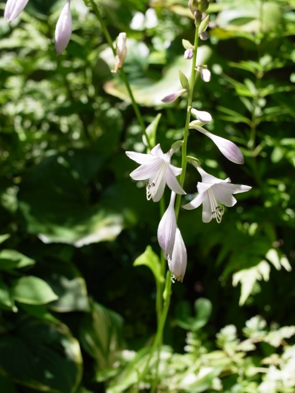 ギボウシの花_e0276411_1043684.jpg