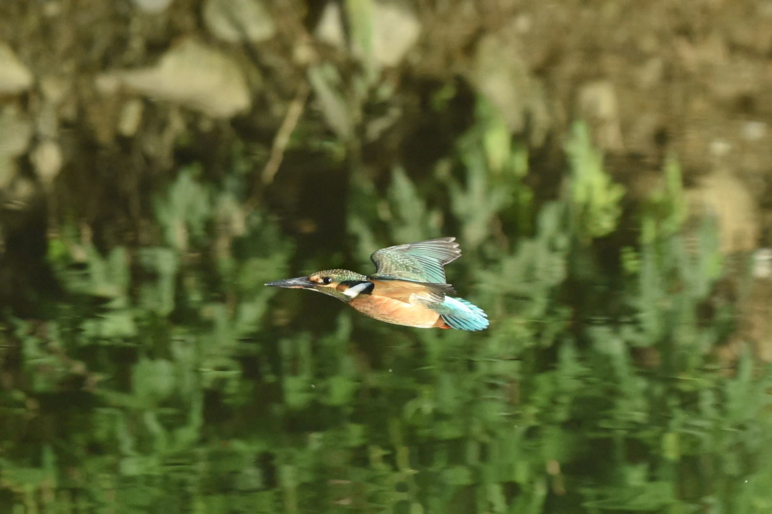 幼鳥ホバる～ホバるとき～ホバれ！_f0133213_20253463.jpg