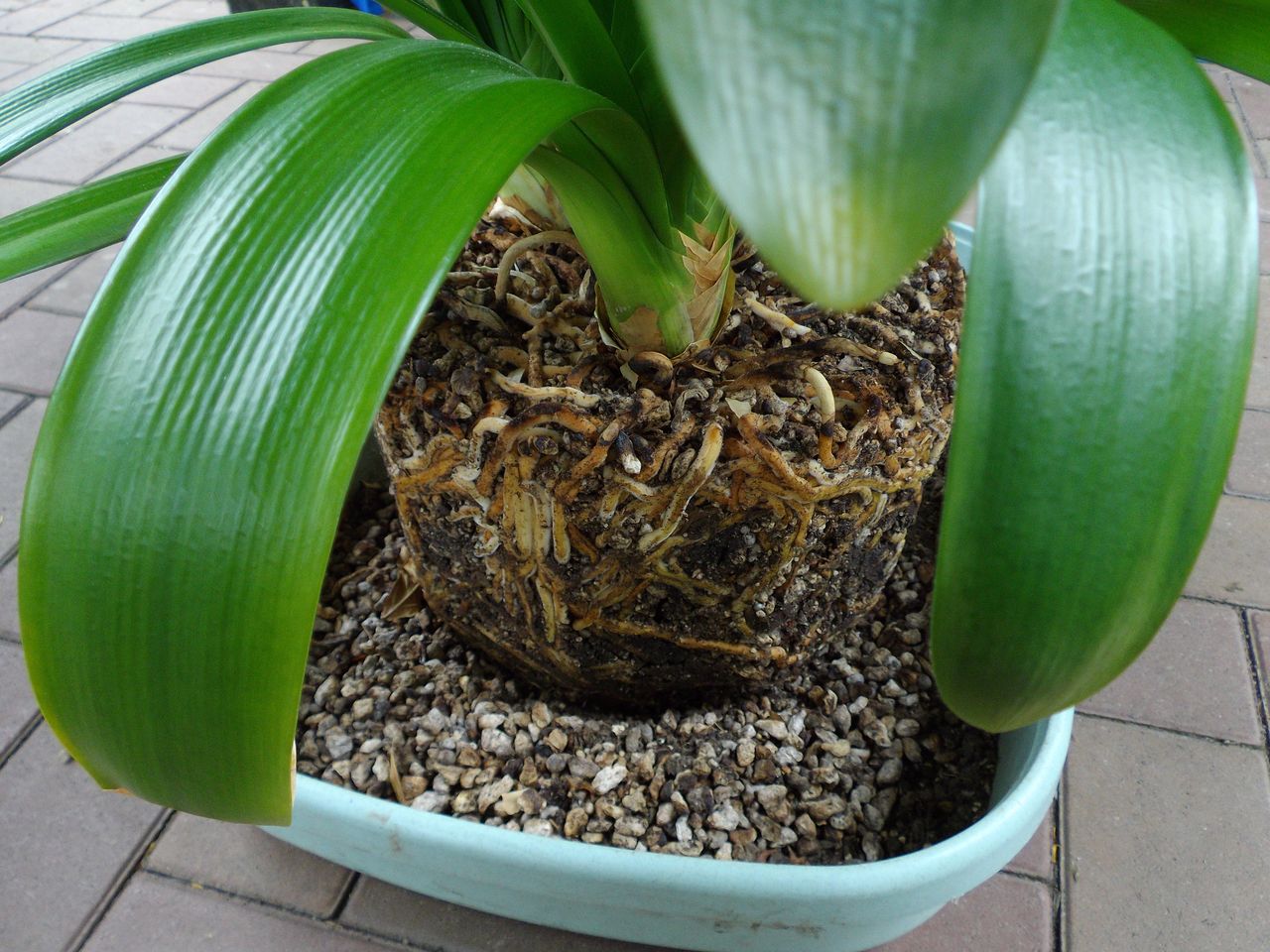 久しぶりのクンシラン植え替え_c0025115_22432746.jpg