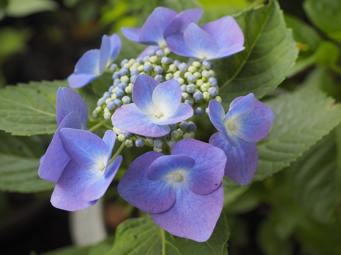 紫陽花などいろいろ_c0116915_0195932.jpg