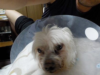 c0198015_108530.jpg