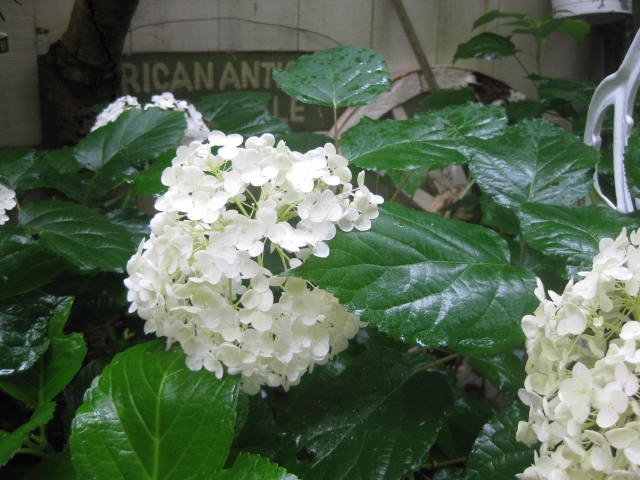 c0085916_04829.jpg