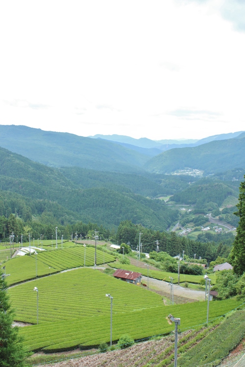 春野_b0220318_23175917.jpg