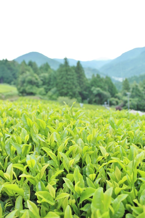 春野_b0220318_23264879.jpg
