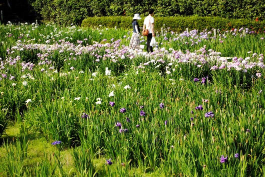 続・三景園の紫陽花_b0209919_239251.jpg