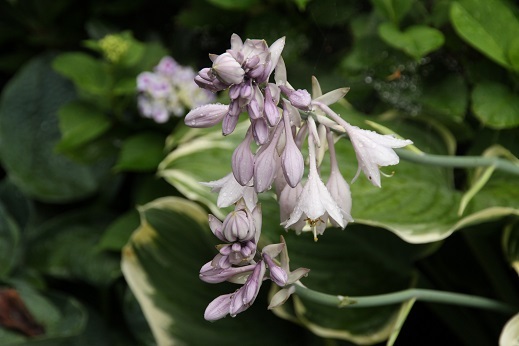 今日の庭　ホスタ（ギボウシ）の花_e0206820_11384989.jpg