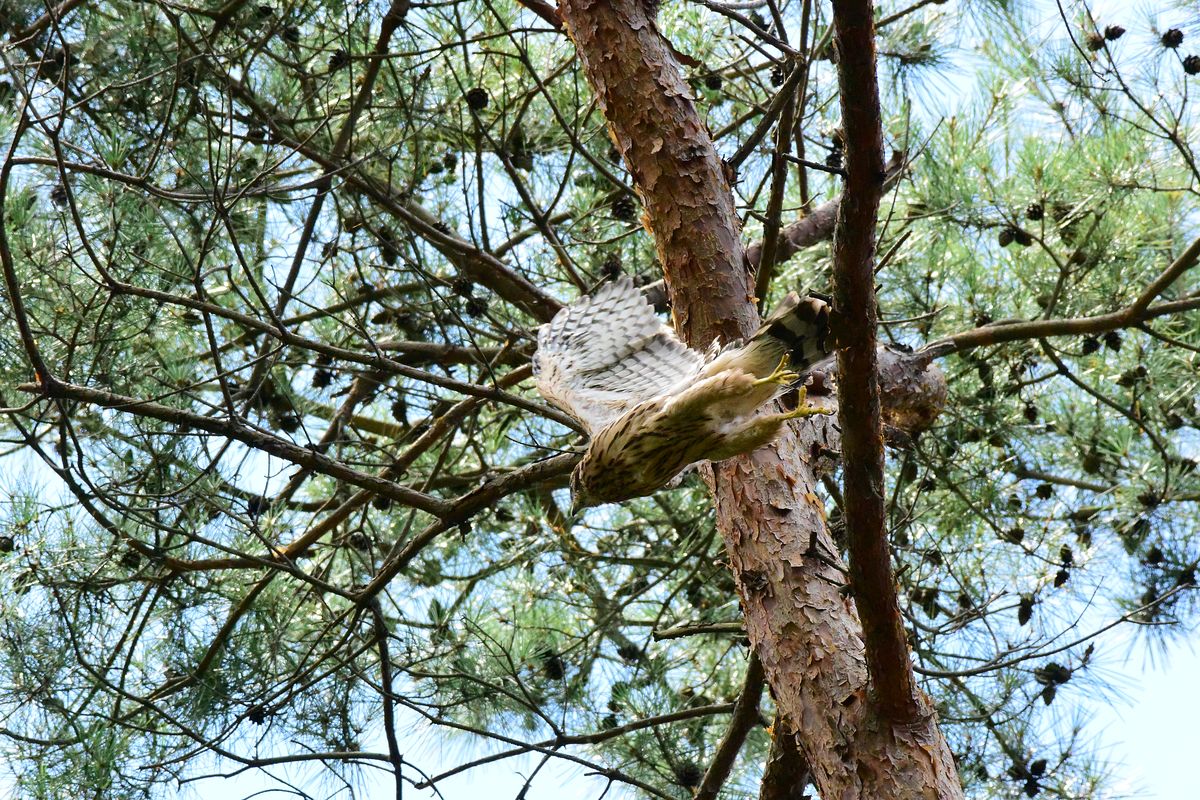 オオタカ幼鳥は巣離れ始まってた。傍の木からの飛び出しの図♪_a0031821_16284977.jpg