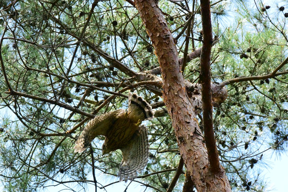 オオタカ幼鳥は巣離れ始まってた。傍の木からの飛び出しの図♪_a0031821_16291472.jpg
