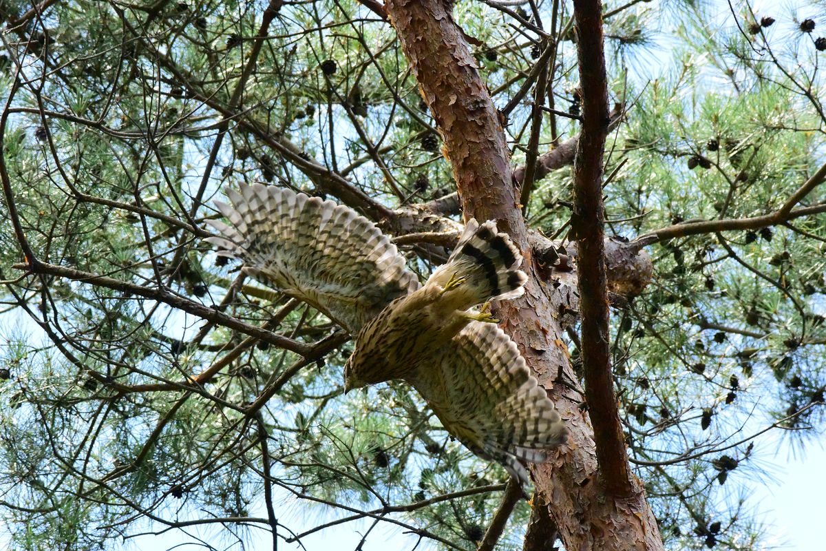 オオタカ幼鳥は巣離れ始まってた。傍の木からの飛び出しの図♪_a0031821_1629268.jpg