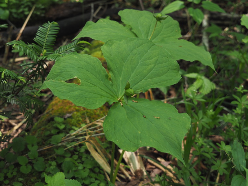 f0330321_170183.jpg