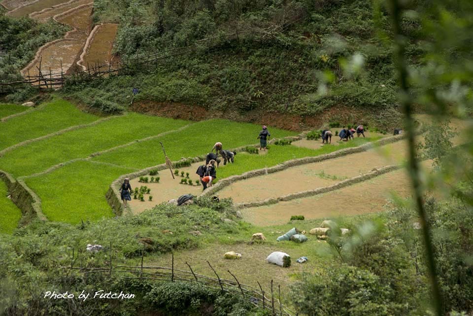 北部ベトナム撮影旅行18 Nhgia Lo → Than Uyen 〜 田植え 〜_a0158226_11083135.jpg