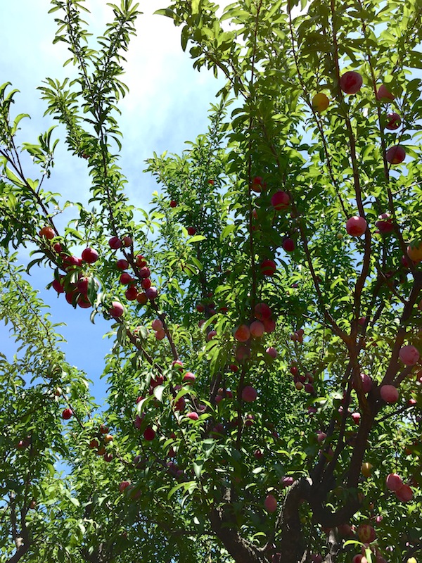 plum_b0172633_1254178.jpg