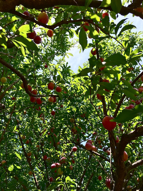 plum_b0172633_12542572.jpg